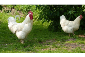 Vleesrassen kippen, wat zijn het en welke rassen zijn er?