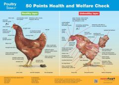 poster 50 points health and welfare check