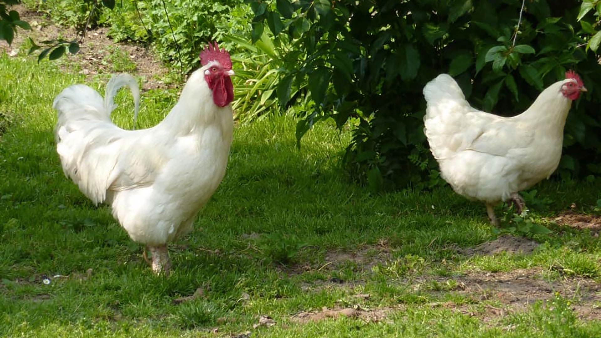Vleesrassen kippen, wat zijn het en welke rassen zijn er?