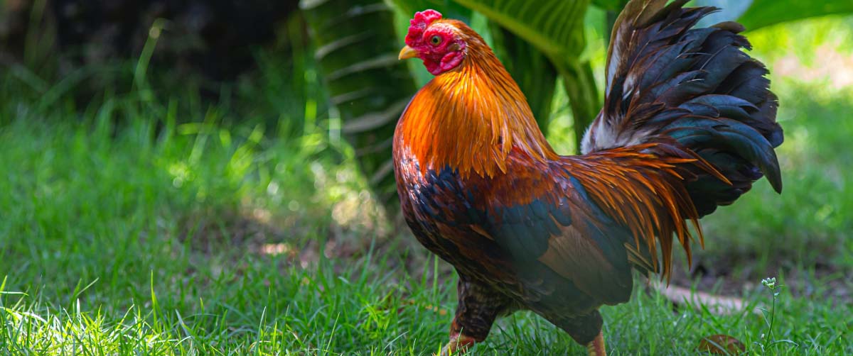 Kippen houden! Wat moet je weten? Regels, in de tuin en