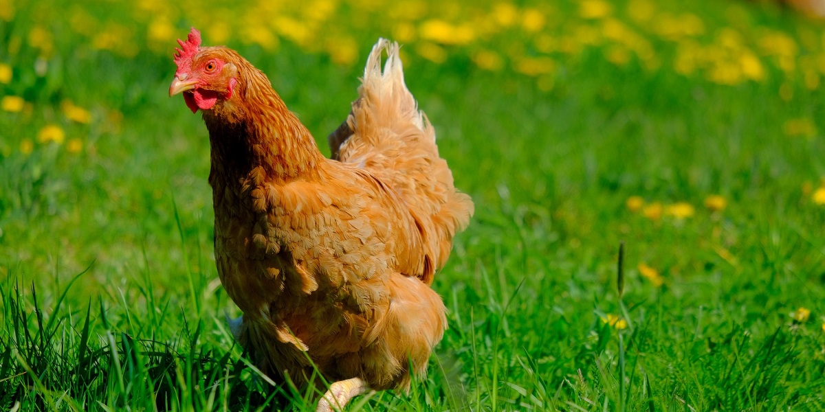 Een zieke kip herkennen!? Wanneer is een kip ziek en wat voor kippenziektes zijn er? Herken de ziekteverschijnselen bij kippen en help jouw kip