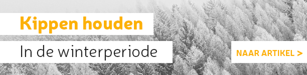Kippen houden in de winter