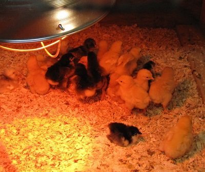 Warmtelamp voor kuikens