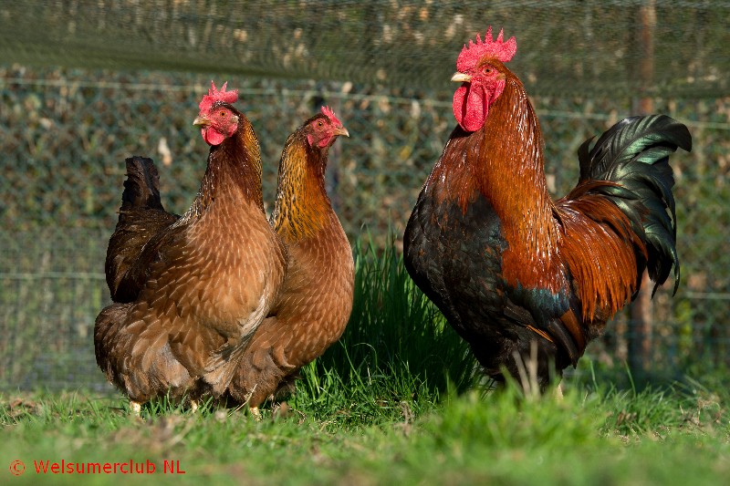 Het kippenras: Donkerbruine Spikkeleieren!